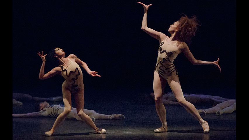 New York City Ballet’s, ‘The Cage’, reviewed
